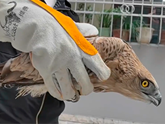 陕西岚皋 罕见大型猛禽短趾雕被救助