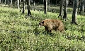 日本多地学校因"熊出没"被迫停课