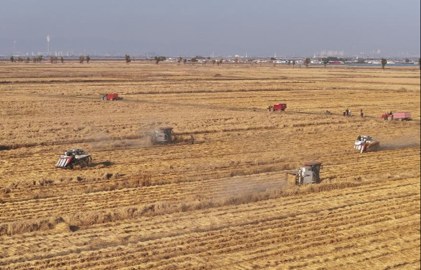 前三季度农业农村经济保持良好发展势头