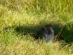 美国密西西比州卡车侧翻致实验猴逃脱