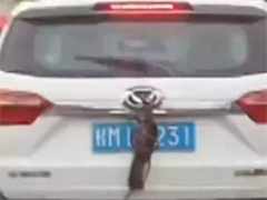 车后挂活老鼠遮挡车牌 司机被批评教育