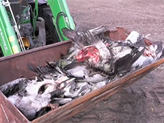 德国禽流感疫情加剧 近百万只禽类被扑杀