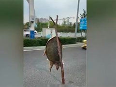 江苏宿迁街头贩卖"野生鳖"?系外来物种冒充