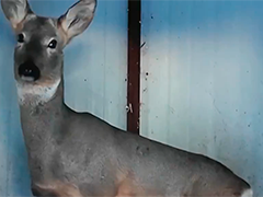 黑龙江孙吴多方联动救助受伤野生狍子