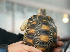 "异宠热"兴起 需求交易快速增长