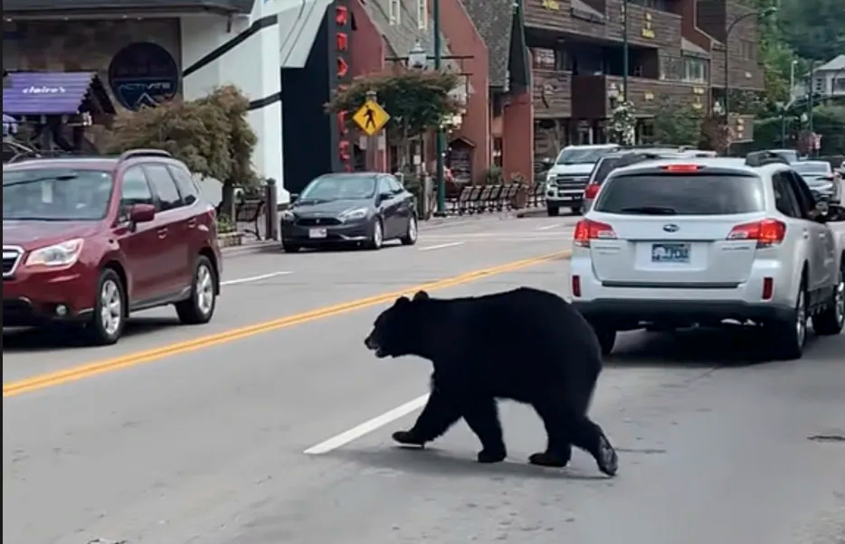 防"熊害"日本派自卫队协助捕熊