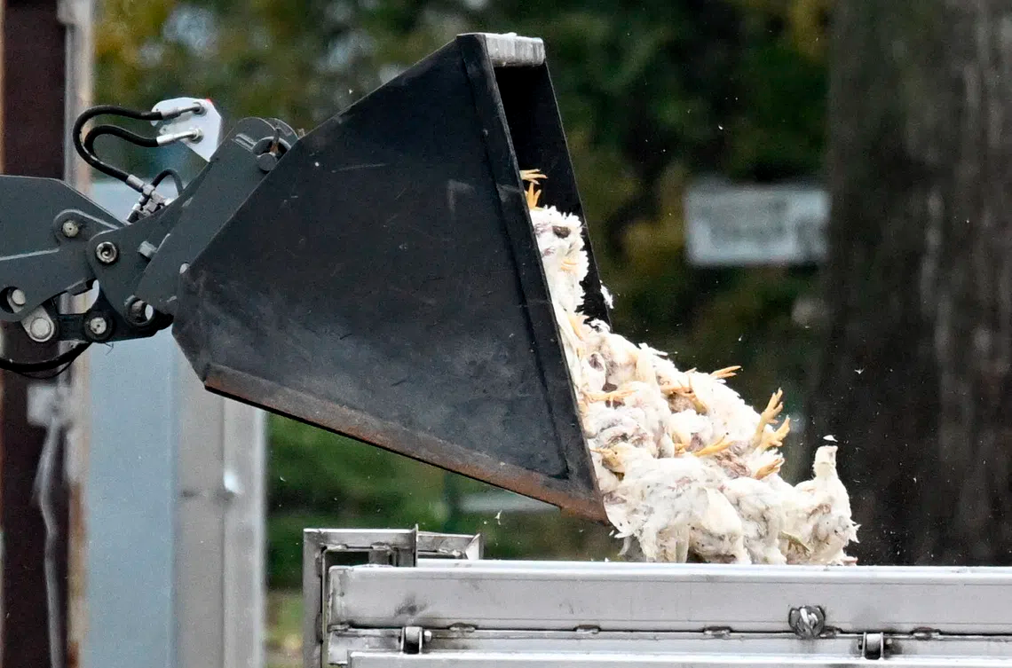 欧洲多国要求强制圈养禽类遏制禽流感蔓延