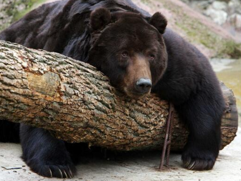 为治"熊害"日本将允许防暴警察射杀熊