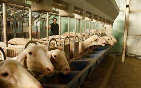 希腊 农牧民抗议示威 要求有效应对羊痘疫情