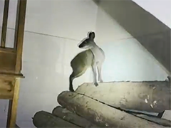 广西龙州 林麝误闯交管大队 多部门携手救助