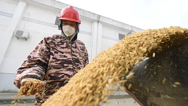 我国秋粮收购量超1亿吨