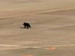 日本多地"熊出没" 岩手县一机场关闭跑道