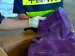 山东日照海关查获一起走私鳄鱼腹皮案