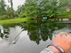 美国垂钓者遭鳄鱼突袭 惊险瞬间网络热传