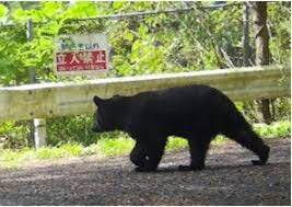 日本公布人工智能预测"熊出没"风险地图
