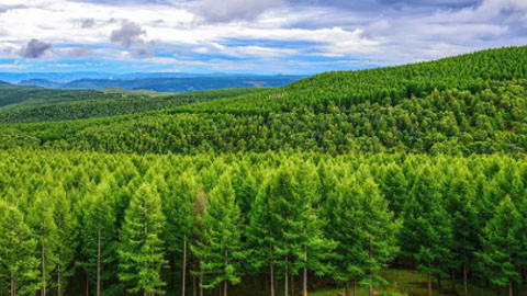 国家发展改革委·到2030年 国有林场单位面积森林蓄积量将提高约5%