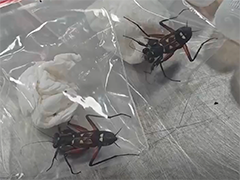 福建厦门 海关查获807只活体昆虫 均为外来物种