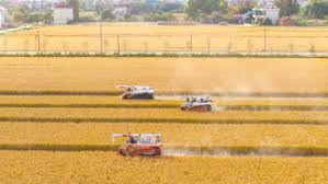 中央财政 提前下达2026年农业保险保费补贴预算