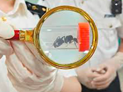 厦门海关查获807只活体昆虫