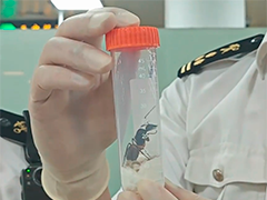 厦门海关查获807只活体昆虫