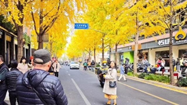 上海秋日限定模式开启 44条景观道"落叶不扫"