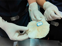 大连海关查获违法出境古生物化石