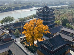 上海青浦"兄弟银杏"披金甲 古刹秋韵入画来