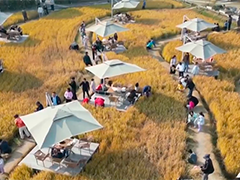 上海奉贤咖啡香里收割稻谷 乡野休闲四季有景