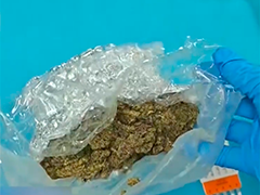 广州空港口岸下半年已截获毒品大麻超157千克