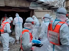 日本鸟取县爆发高致病性禽流感疫情 7.5万只鸡将被扑杀