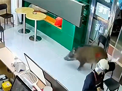 贵州思南野猪闯入多家商铺 众人合力处置