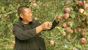 【学习贯彻四中全会精神在基层】新疆:全面推进林果产业提质增效 云南:做优做强特色产业 助力乡村振兴