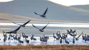 公安部开展"平安原野—2025"专项行动 危害鸟类等野生动物刑事案件立案六千余起