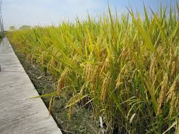 我国科学家破解水稻高温感知机制 成功鉴定两个关键调控因子 助力水稻稳产