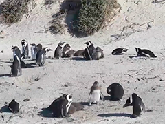 研究显示食物短缺导致非洲企鹅数量锐减