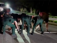 美国佛州街头惊现超4米巨鳄 8人合力制服