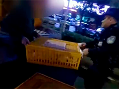 南通海安 鸡苗滚落马路 警民联手救援