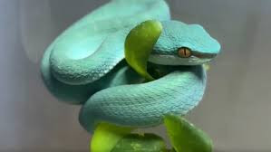 热门电影带火同款"小蓝蛇"网购平台有售卖