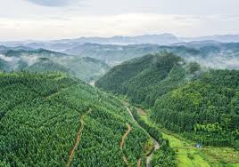 国有林场之变 中国森林获得世界多项之"最"