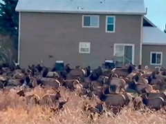 美国女子一觉醒来 院子里多了几百头马鹿