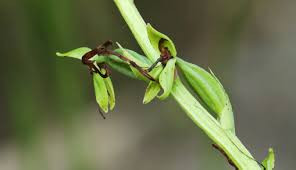 云南龙陵 发现莲座玉凤花与变色秋海棠 科研价值大