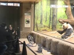 旅日大熊猫即将回国 日本民众不舍送别