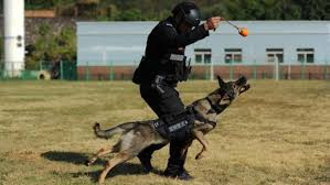 公安部部署开展本土警犬推广使用工作