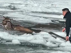四川甘孜州零下10℃警民破冰解救三头被困白唇鹿