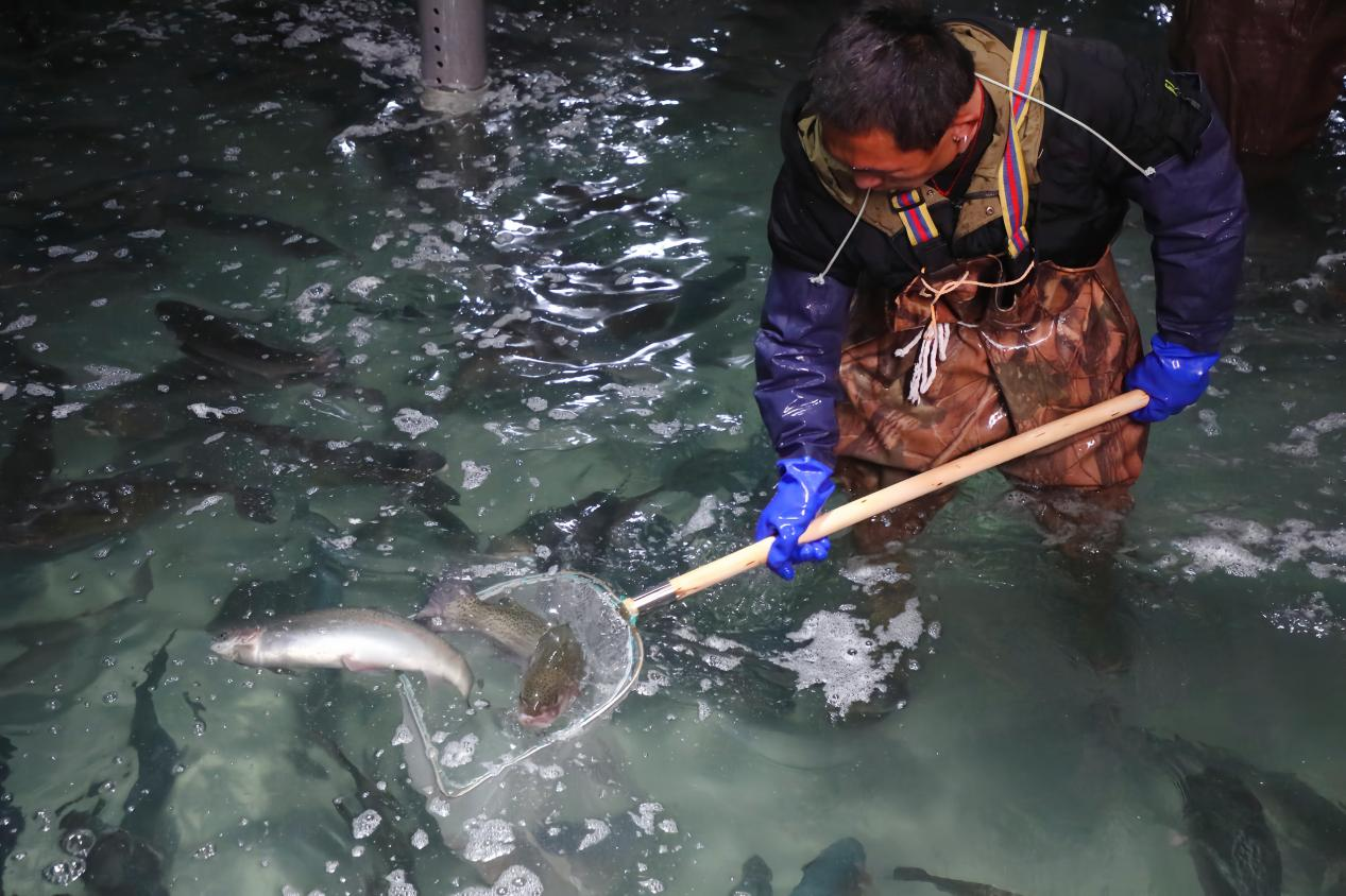 江苏 全球首艘三文鱼养殖工船首次投苗