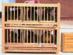 携带7只画眉鸟乘高铁 三人团伙被刑拘