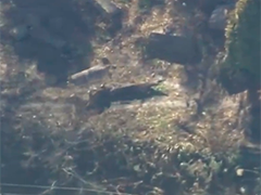 日本东京都一动物园发生狼逃脱事件