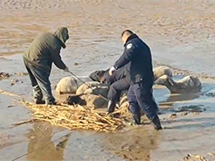 山东临邑 羊群深陷淤泥 警民合力救援