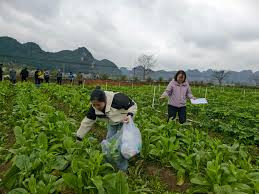 农业农村部 三大粮食作物化肥利用率居国际中上水平
