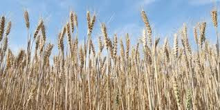 农业农村部 去年三大粮食作物化肥利用率达43.3%